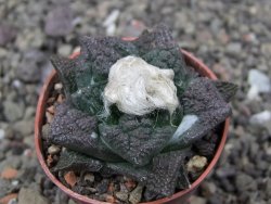 Ariocarpus fissuratus Puertecitos, pot 5,5 cm