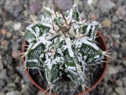 Astrophytum Dinosaur (Fukurio Hannya) pot 5,5 cm - 12411066