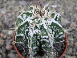 Astrophytum Dinosaur (Fukurio Hannya) pot 5,5 cm