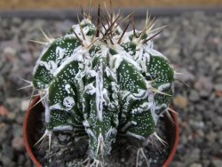 Astrophytum Dinosaur (Fukurio Hannya) pot 5,5 cm - 12411068