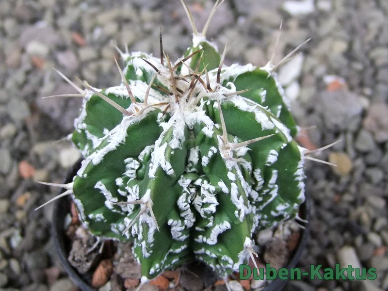 Astrophytum Dinosaur (Fukurio Hannya) pot 5,5 cm
