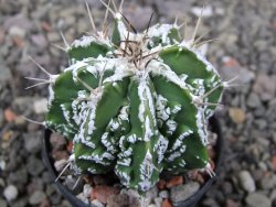 Astrophytum Dinosaur (Fukurio Hannya) pot 5,5 cm - 12411069