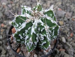 Astrophytum Dinosaur (Fukurio Hannya) pot 5,5 cm - 12411072