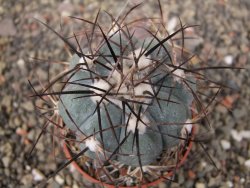 Echinocactus horizonthalonius 138 km El Hundido, pot 7 cm - 12411081