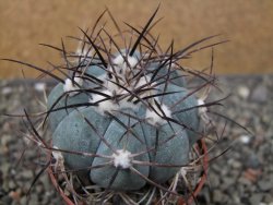 Echinocactus horizonthalonius 138 km El Hundido, pot 7 cm