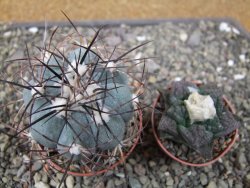 Echinocactus horizonthalonius 138 km El Hundido, pot 7 cm - 12411085