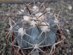 Echinocactus horizonthalonius 138 km El Hundido, pot 6,5 cm - 12411086