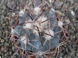 Echinocactus horizonthalonius 138 km El Hundido, pot 6,5 cm - 12411087