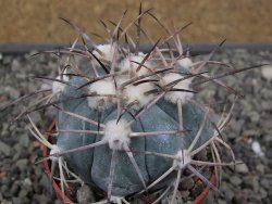 Echinocactus horizonthalonius 138 km El Hundido, pot 6,5 cm - 12411089