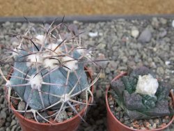 Echinocactus horizonthalonius 138 km El Hundido, pot 6,5 cm - 12411092