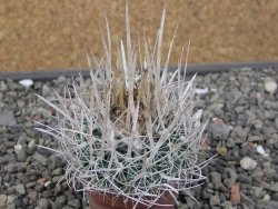 Echinofossulocactus erectocentrus SB 286 Dr. Arroyo pot 5,5 cm