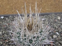 Echinofossulocactus erectocentrus SB 286 Dr. Arroyo pot 5,5 cm - 12411096