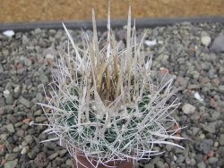 Echinofossulocactus erectocentrus SB 286 Dr. Arroyo pot 5,5 cm - 12411097