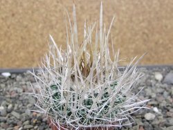 Echinofossulocactus erectocentrus SB 286 Dr. Arroyo pot 5,5 cm - 12411098