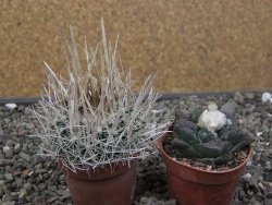 Echinofossulocactus erectocentrus SB 286 Dr. Arroyo pot 5,5 cm - 12411099