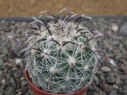 Coryphantha kracikii Diamante, Dur. pot 5,5 cm