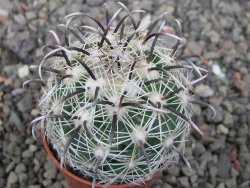 Coryphantha kracikii Diamante, Dur. pot 5,5 cm - 12411106