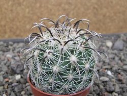 Coryphantha kracikii Diamante, Dur. pot 5,5 cm - 12411107