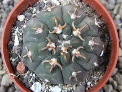 Gymnocalycium vatteri unguispinum, pot 5,5 cm