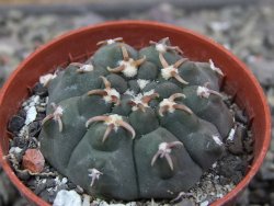Gymnocalycium vatteri unguispinum, pot 5,5 cm - 12411113