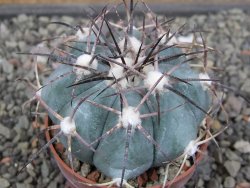 Echinocactus horizonthalonius 138 km El Hundido, pot 7 cm - 12411115