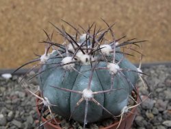 Echinocactus horizonthalonius 138 km El Hundido, pot 7 cm - 12411117