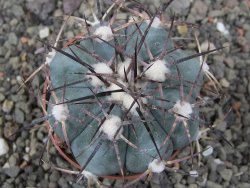 Echinocactus horizonthalonius 138 km El Hundido, pot 7 cm - 12411119