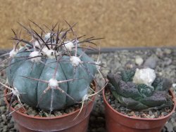 Echinocactus horizonthalonius 138 km El Hundido, pot 7 cm - 12411120
