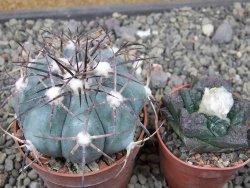 Echinocactus horizonthalonius 138 km El Hundido, pot 7 cm - 12411121