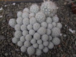 Escobaria sneedii SB 730 Eddy Co. NM, CITES IA pot 6,5 cm, seedling