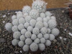 Escobaria sneedii SB 730 Eddy Co. NM, CITES IA pot 6,5 cm, seedling - 12411123