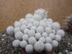 Escobaria sneedii SB 730 Eddy Co. NM, CITES IA pot 6,5 cm, seedling - 12411125