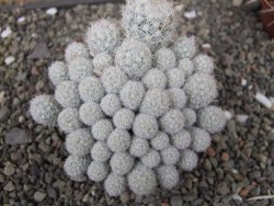 Escobaria sneedii SB 730 Eddy Co. NM, CITES IA pot 6,5 cm, seedling - 12411126