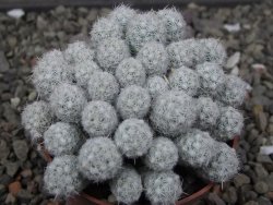 Escobaria sneedii SB 730 Eddy Co. NM, CITES IA pot 6,5 cm, seedling