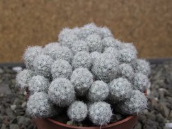 Escobaria sneedii SB 730 Eddy Co. NM, CITES IA pot 6,5 cm, seedling - 12411132