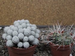 Escobaria sneedii SB 730 Eddy Co. NM, CITES IA pot 6,5 cm, seedling - 12411133