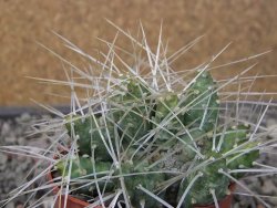 Maihuenia ovata, květináč 6,5 cm - 12411156