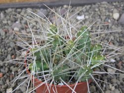 Maihuenia ovata, květináč 6,5 cm - 12411157