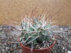 Maihuenia ovata, květináč 6,5 cm - 12411162