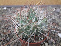 Maihuenia ovata, květináč 6,5 cm - 12411163