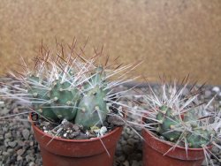 Maihuenia ovata, květináč 6,5 cm - 12411164