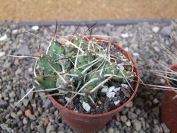 Maihuenia ovata, květináč 6,5 cm - 12411165