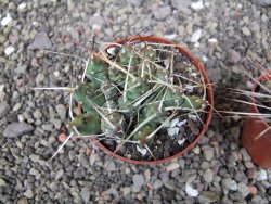 Maihuenia ovata, květináč 6,5 cm