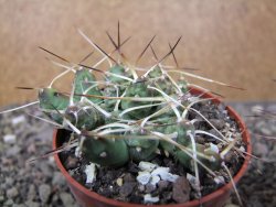 Maihuenia ovata, květináč 6,5 cm - 12411167