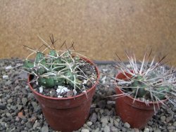 Maihuenia ovata, květináč 6,5 cm - 12411168