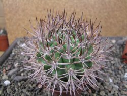 Pyrhocactus bulbocalyx, pot 7 cm - 12411175