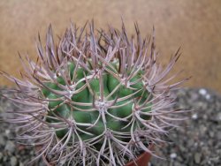 Pyrhocactus bulbocalyx, pot 7 cm