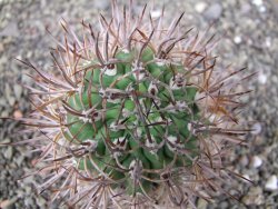 Pyrhocactus bulbocalyx, pot 7 cm - 12411178