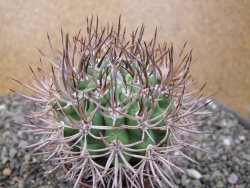 Pyrhocactus bulbocalyx, pot 7 cm - 12411180