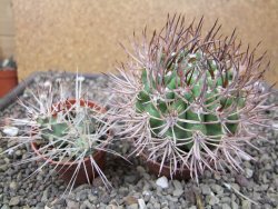 Pyrhocactus bulbocalyx, pot 7 cm - 12411181